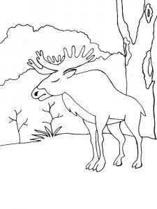 Elk coloring page - picture 12