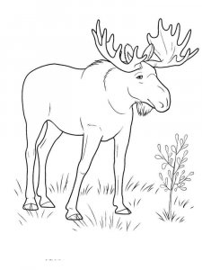 Elk coloring page - picture 14