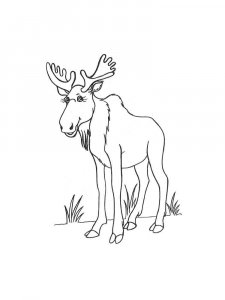 Elk coloring page - picture 19