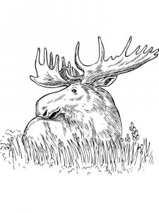 Elk coloring page - picture 26