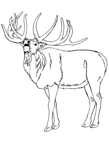 Elk coloring page - picture 4
