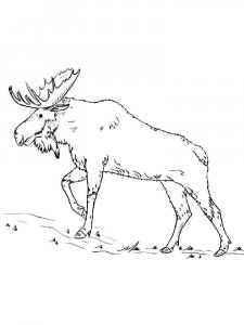 Elk coloring page - picture 7