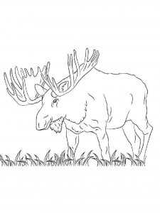 Elk coloring page - picture 8
