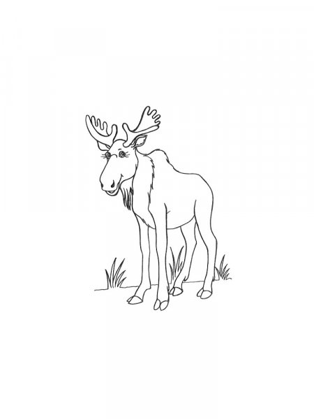 Elk coloring pages