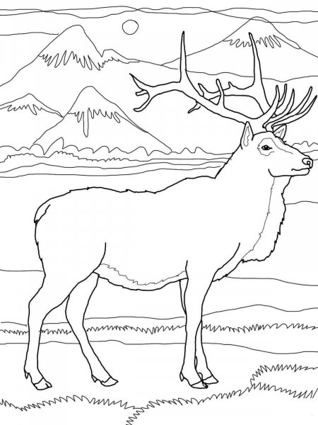 Elk coloring pages