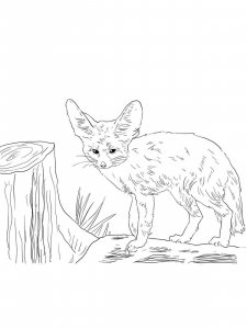 Fennec Fox coloring page - picture 1