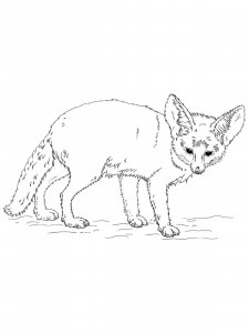 Fennec Fox coloring page - picture 11