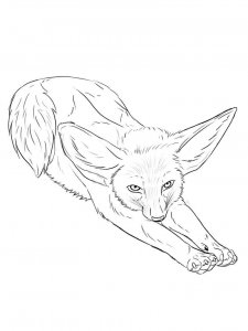 Fennec Fox coloring page - picture 12