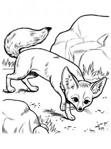 Fennec Fox coloring page - picture 4