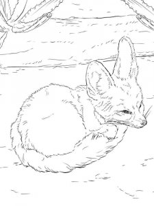Fennec Fox coloring page - picture 7
