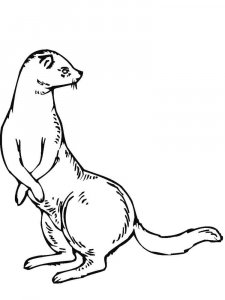 Ferret coloring page - picture 1