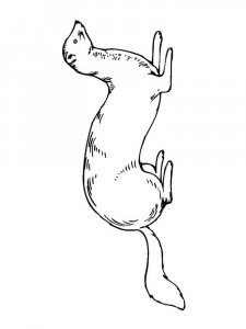 Ferret coloring page - picture 10