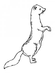 Ferret coloring page - picture 11