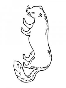 Ferret coloring page - picture 12