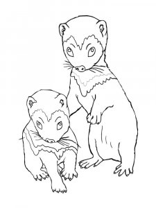 Ferret coloring page - picture 13