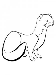 Ferret coloring page - picture 14