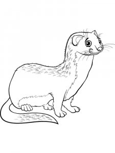 Ferret coloring page - picture 15