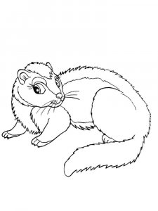 Ferret coloring page - picture 16