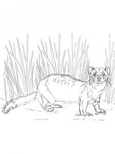 Ferret coloring page - picture 2