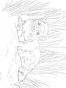 Ferret coloring page - picture 4