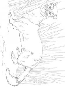 Ferret coloring page - picture 5