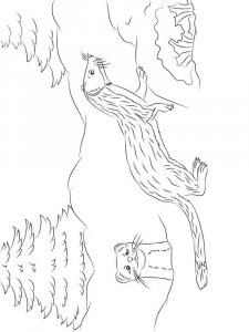 Ferret coloring page - picture 7