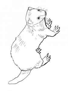 Ferret coloring page - picture 8