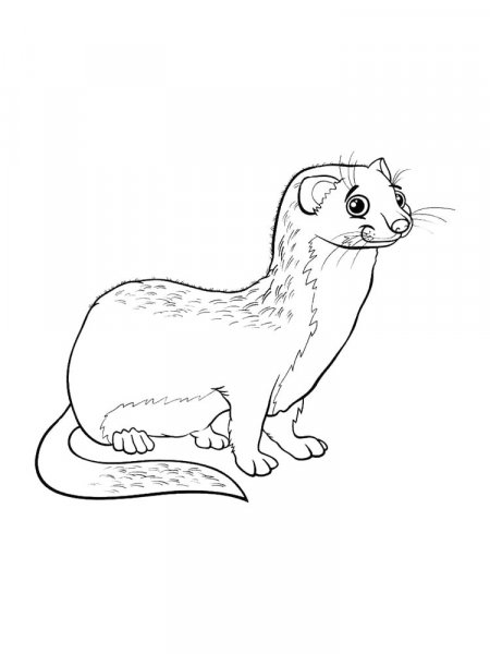 Ferret coloring pages