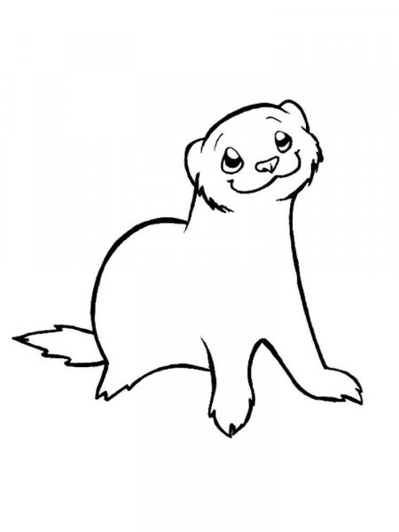 Ferret coloring pages