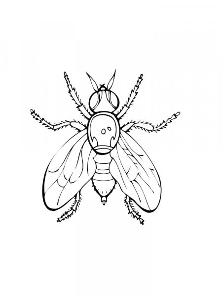 Fly coloring pages