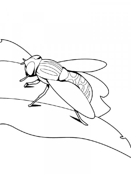 Fly Coloring Pages