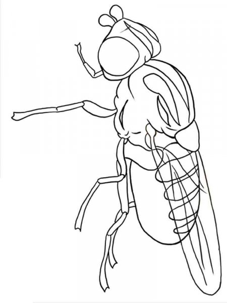 Fly coloring pages