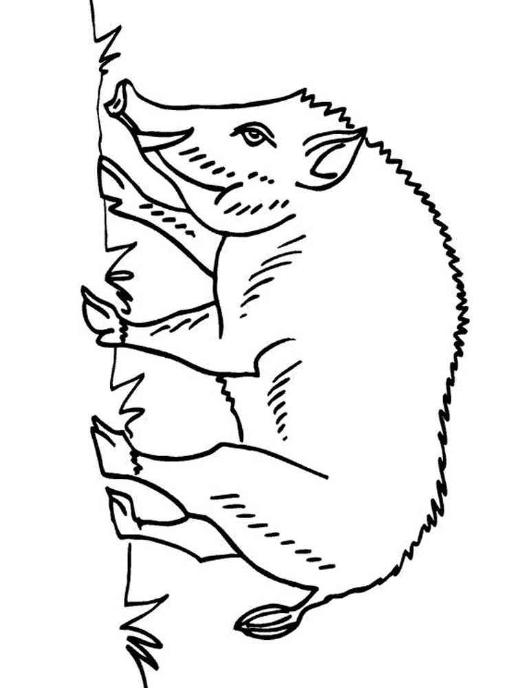 Free Coloring Pictures Of Forest Animals - bunch-of-sickeningfreak
