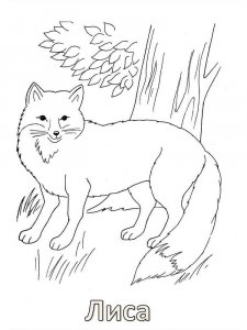Forest animals coloring page - picture 17
