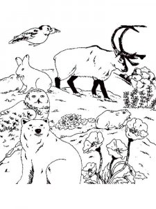 Forest animals coloring page - picture 20