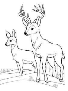 Forest animals coloring page - picture 4