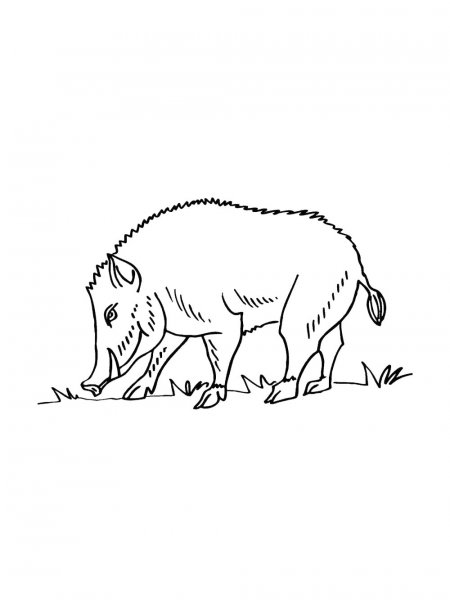 Forest Animals coloring pages