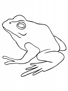 Frog coloring page - picture 16