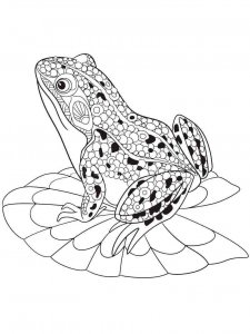Frog coloring page - picture 34