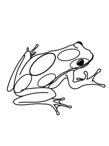 Frog coloring page - picture 54