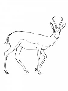 Gazelle coloring page - picture 1