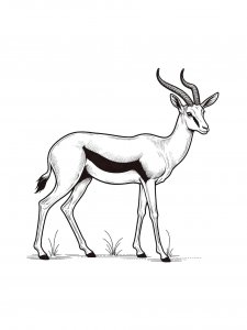 Thomson’s Gazelle Coloring Page