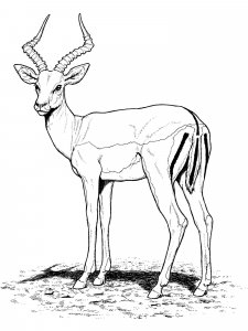 Gazelle coloring page - picture 5