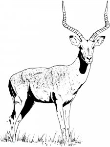 Gazelle coloring page - picture 6