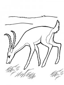Gazelle coloring page - picture 7
