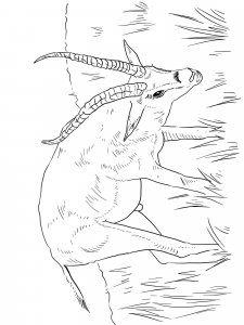 Gazelle coloring page - picture 9
