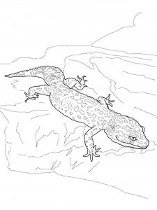 Gecko coloring page - picture 10