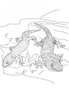 Gecko coloring page - picture 11