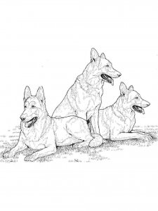 German Shepherd coloring page - picture 12
