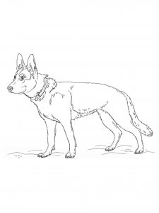 German Shepherd coloring page - picture 14